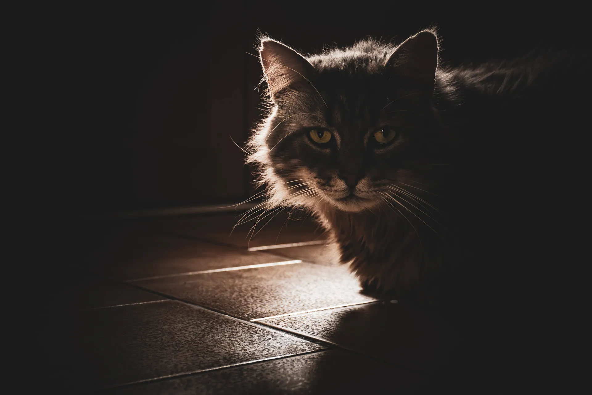 Chat en clair-obscur éclairé par un rai de lumière