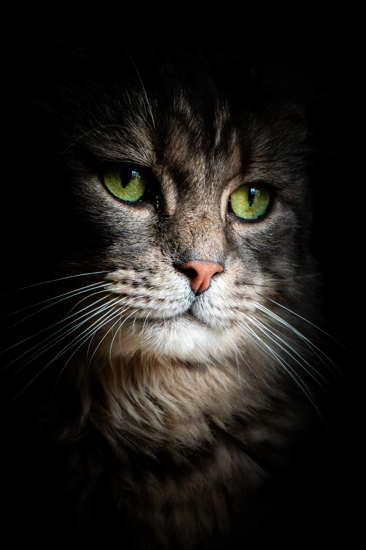 Portrait d’un chat tigré aux yeux verts sur fond noir