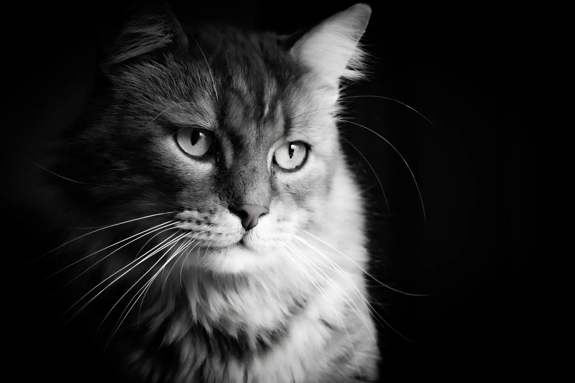 Portrait en noir et blanc d’un chat au regard intense