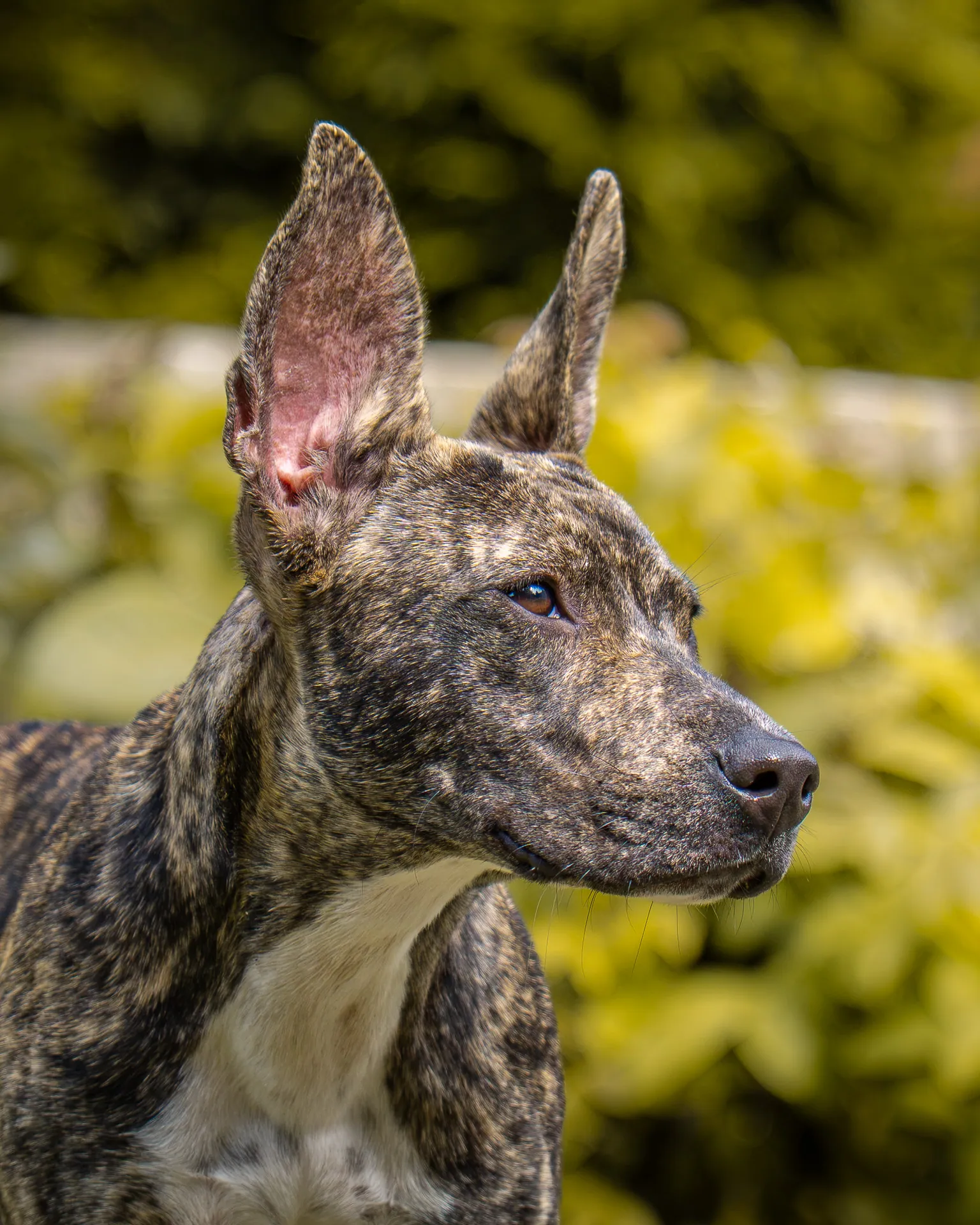 Portrait d’un chien bringé aux grandes oreilles dressées