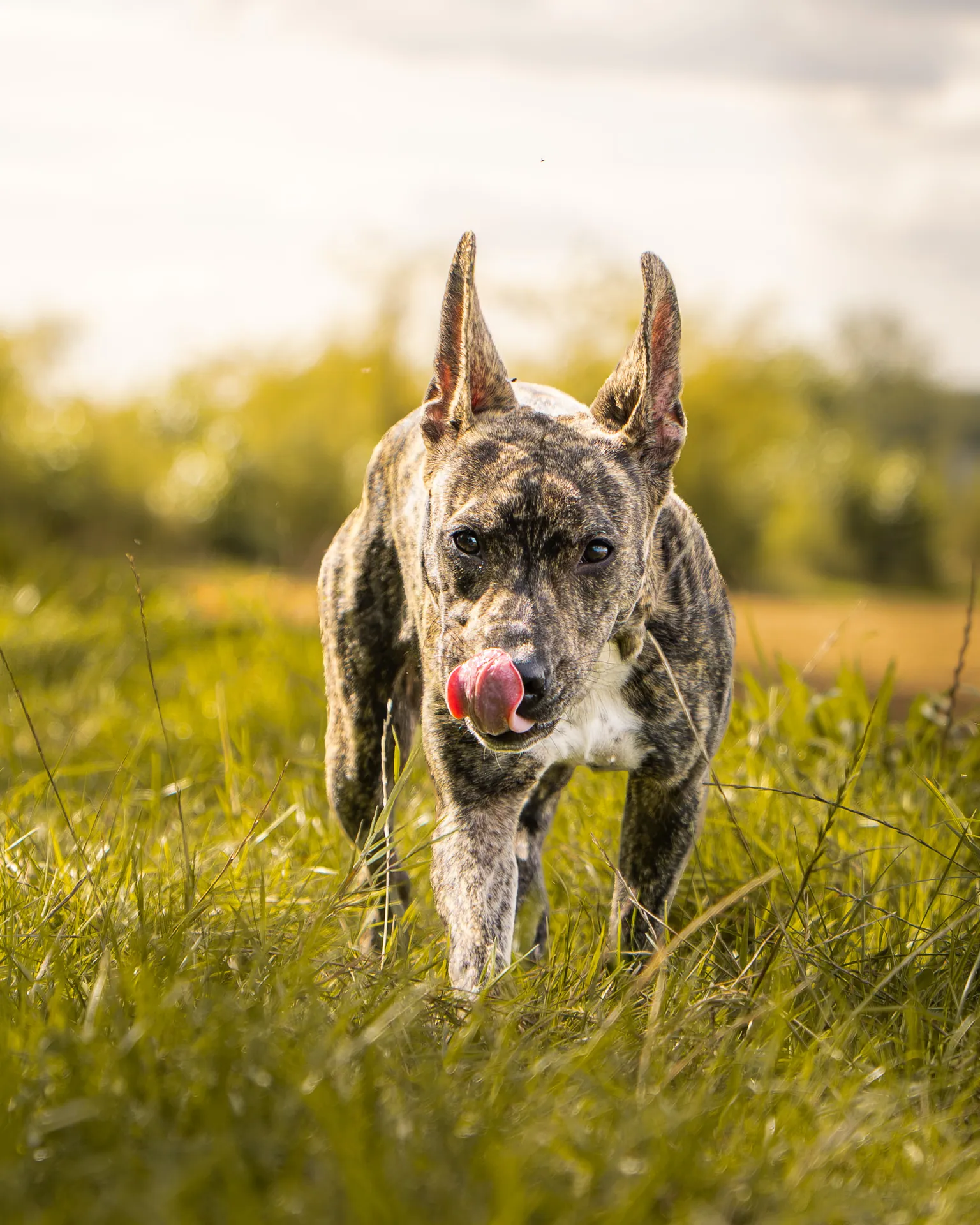 Chien bringé courant dans les hautes herbes en tirant la langue