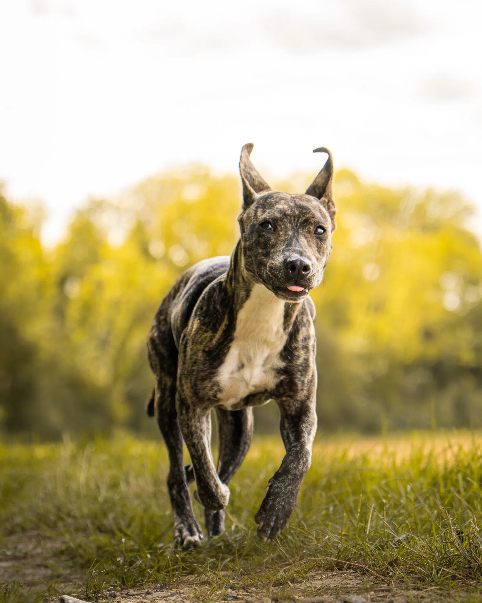 Chien bringé courant vers l’objectif dans un champ