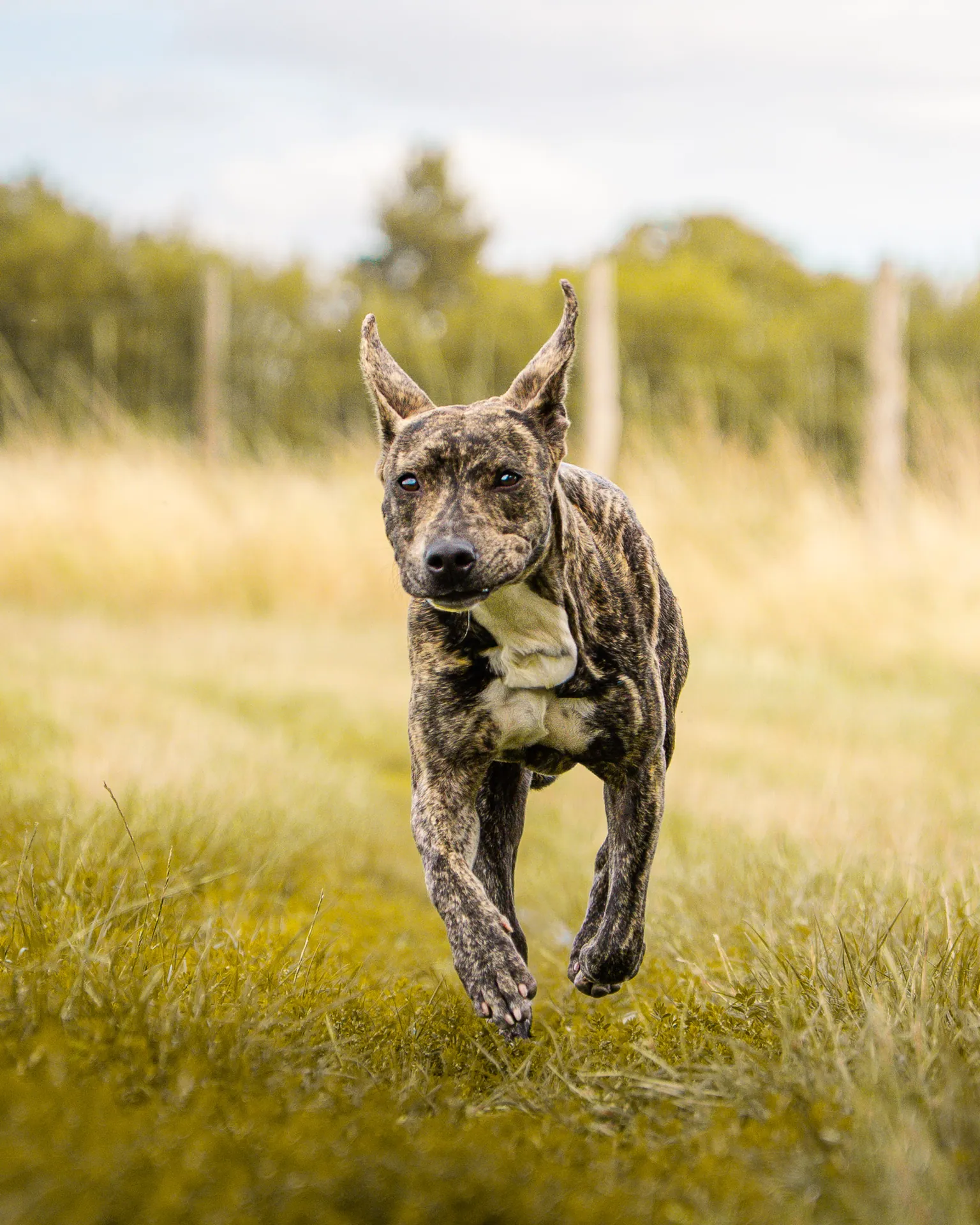 Chien bringé courant au galop dans l’herbe haute