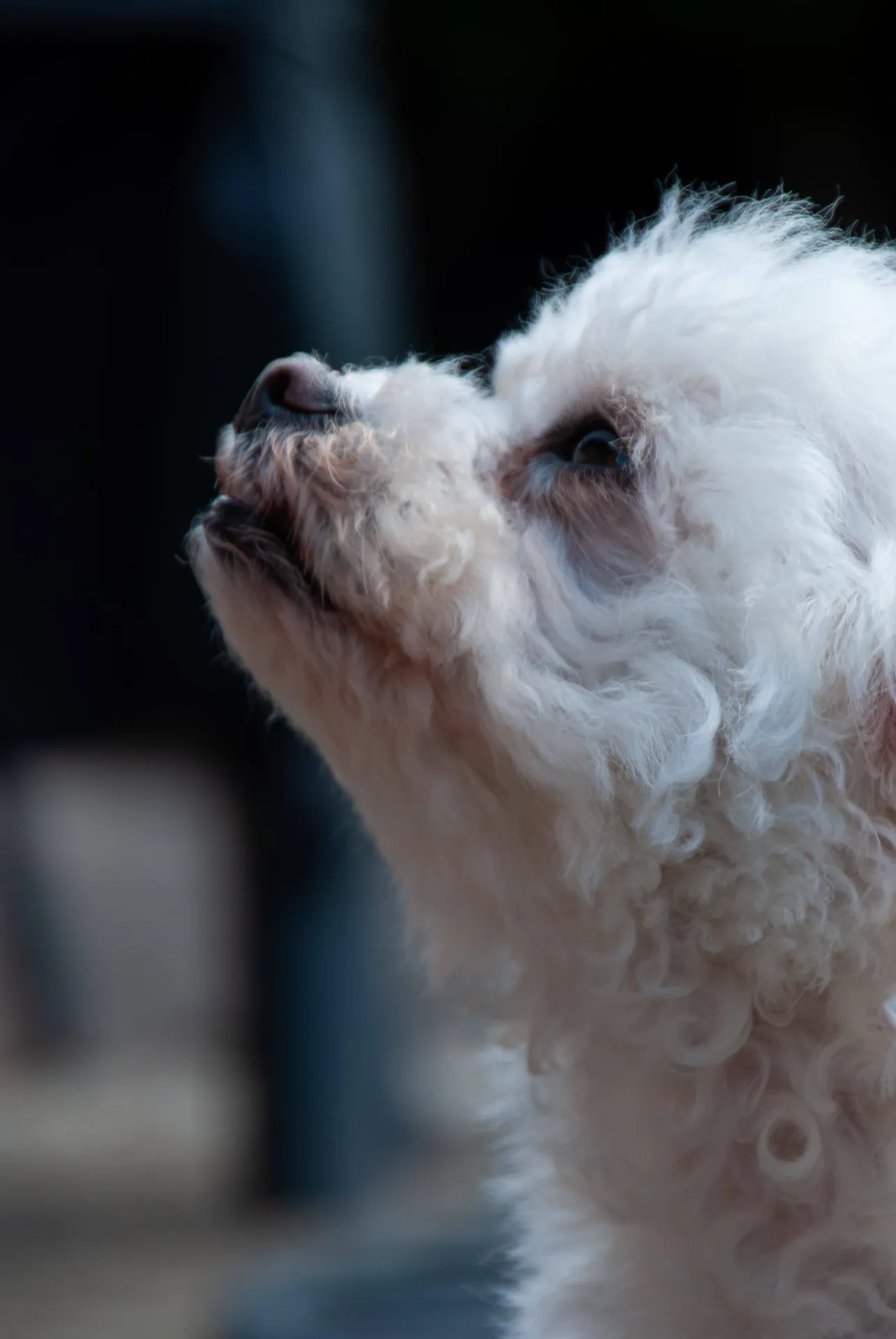 Petit chien blanc frisé regardant vers le haut