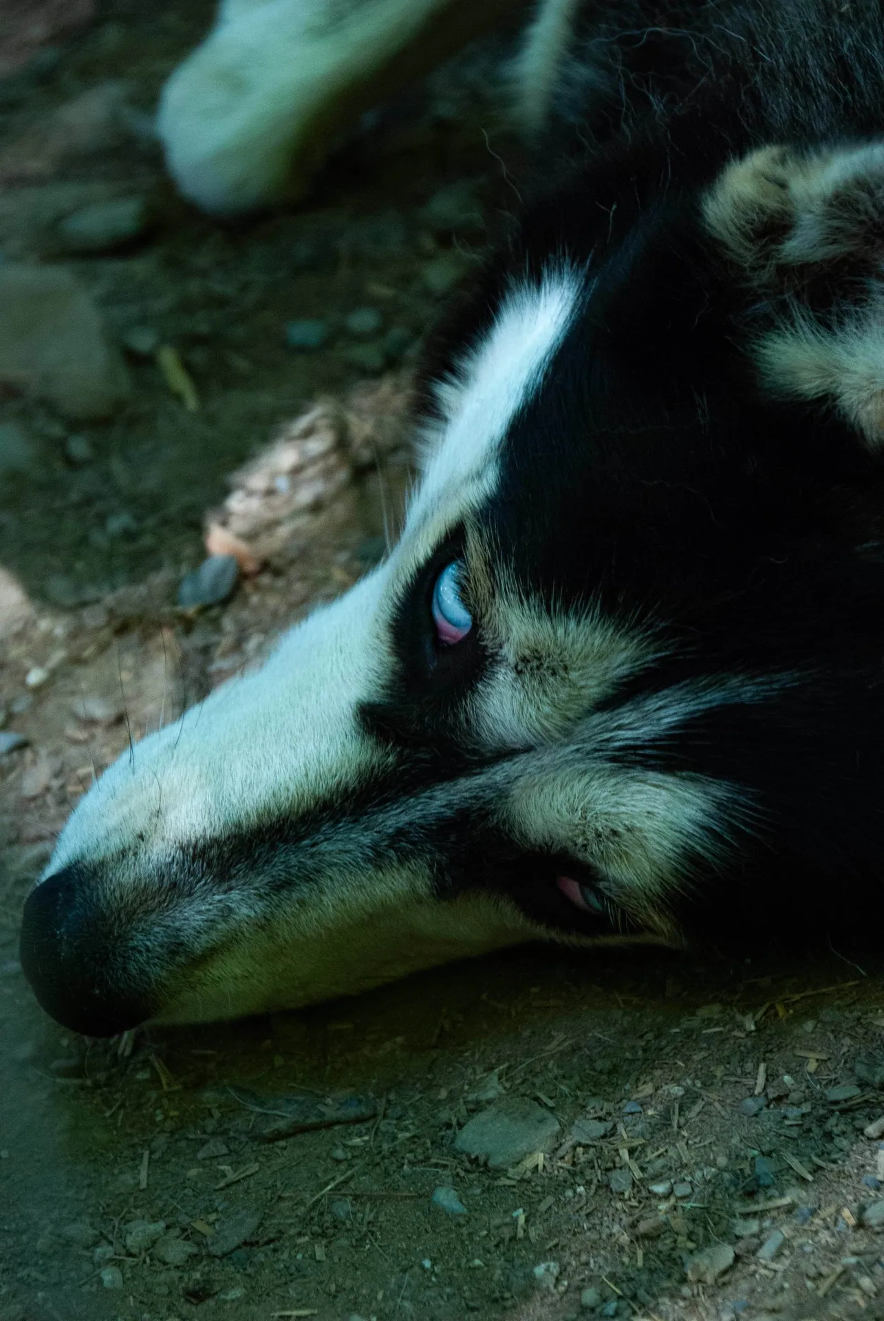 Husky aux yeux bleus allongé, en gros plan