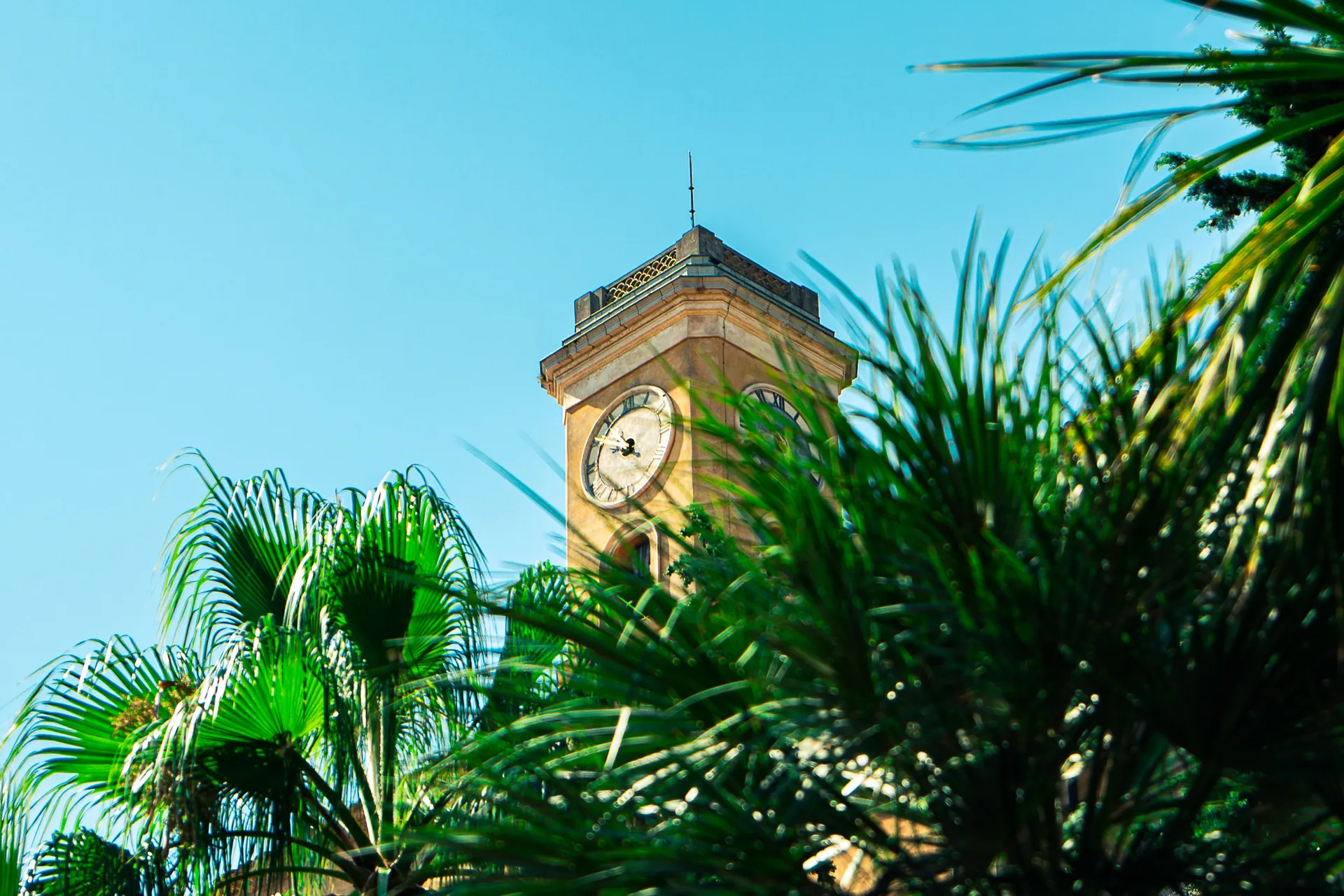 Tour de l’horloge entourée de palmiers sous le ciel bleu