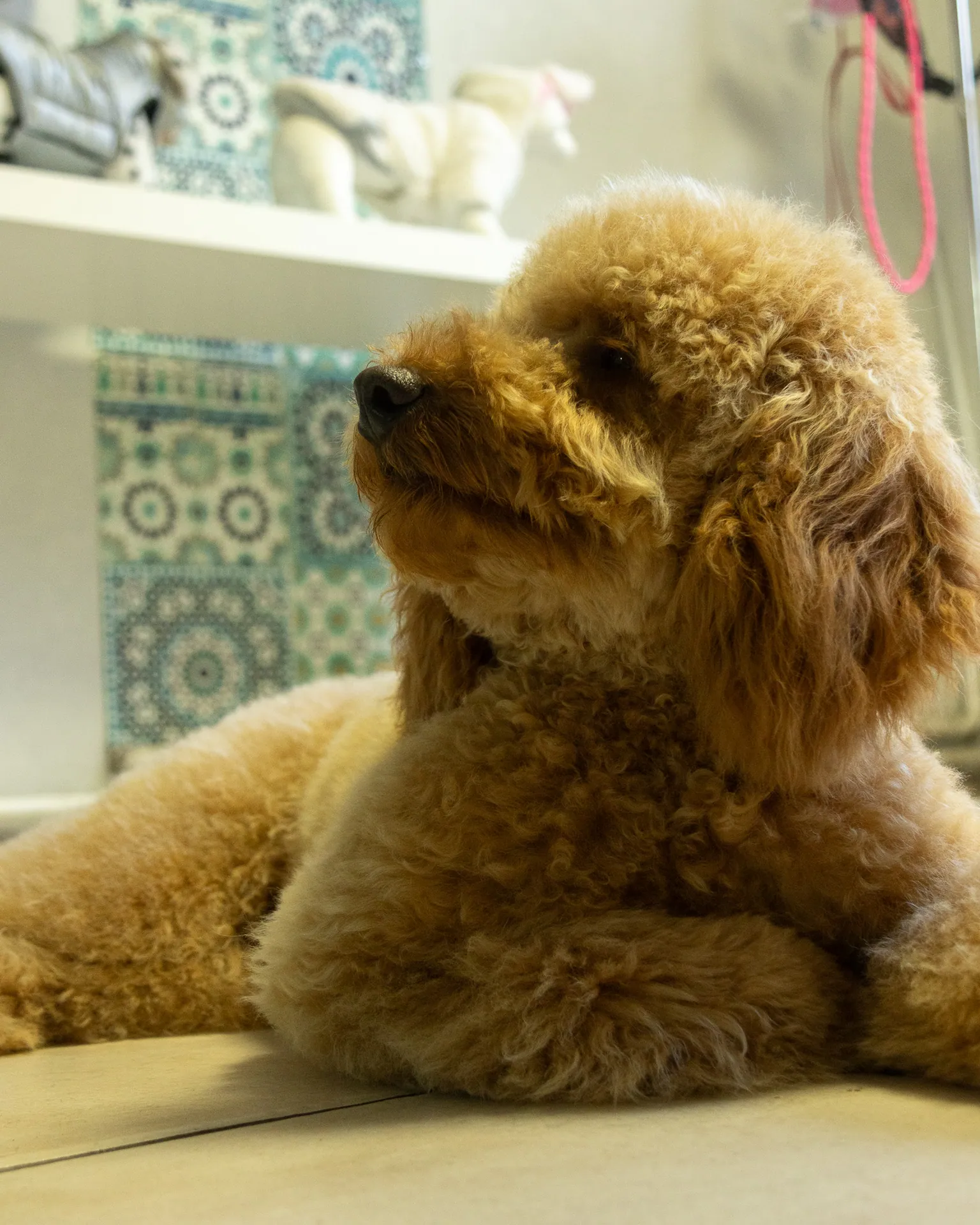 Caniche abricot couché, regard levé au Salon Aristochiens