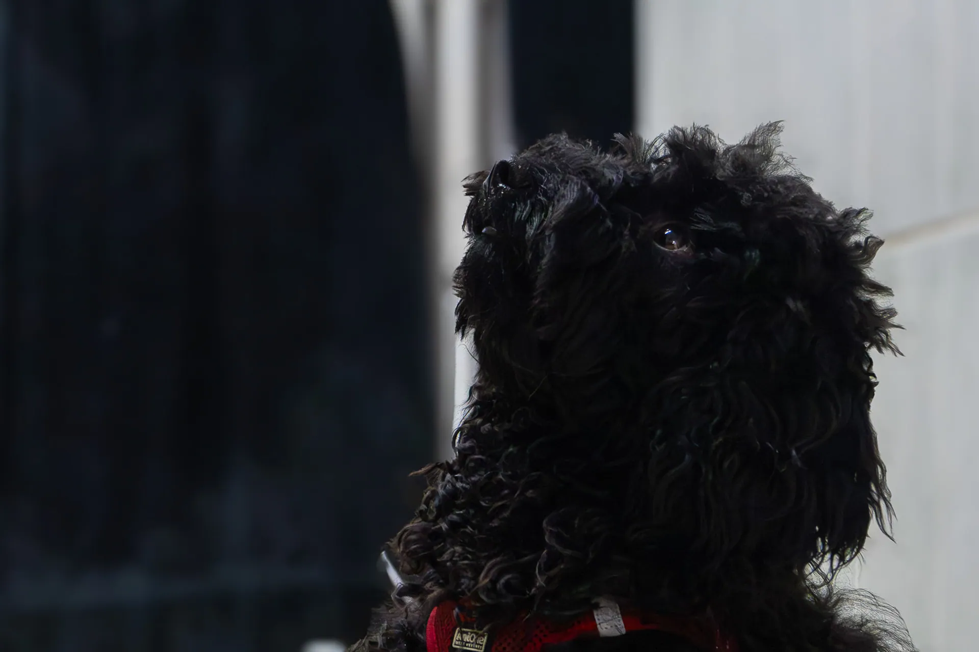 Chien noir à poil bouclé de profil au Salon Aristochiens