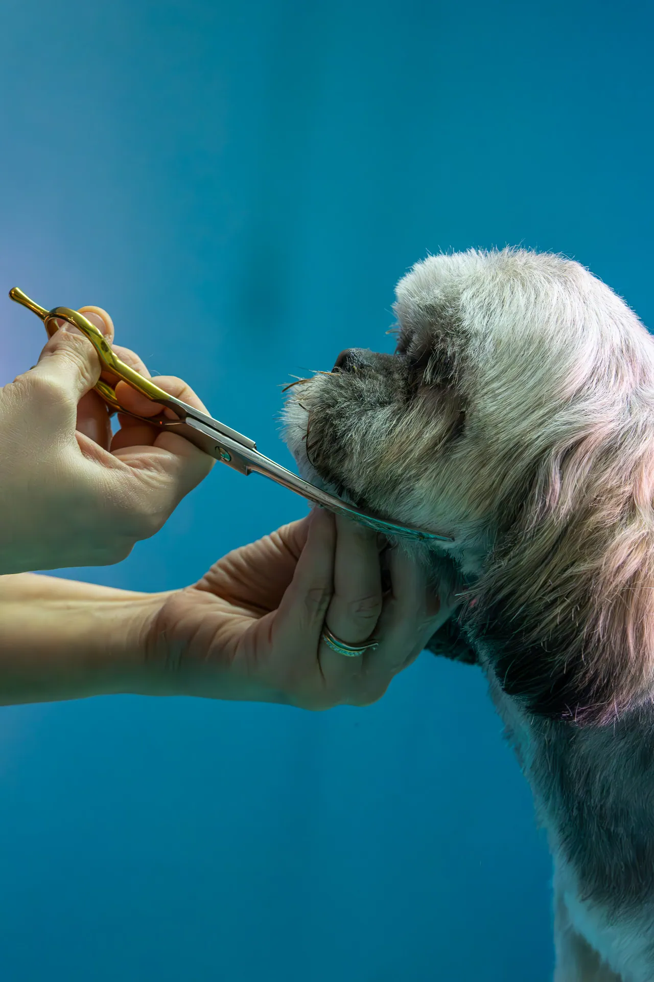 Toiletteuse coupant les poils du museau d’un shih tzu au Salon Aristochiens