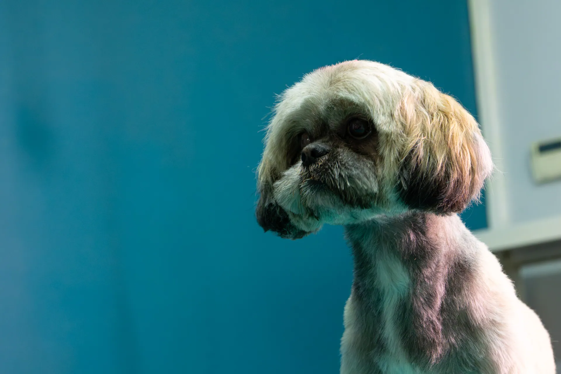 Shih tzu au pelage clair, portrait sur fond bleu au Salon Aristochiens