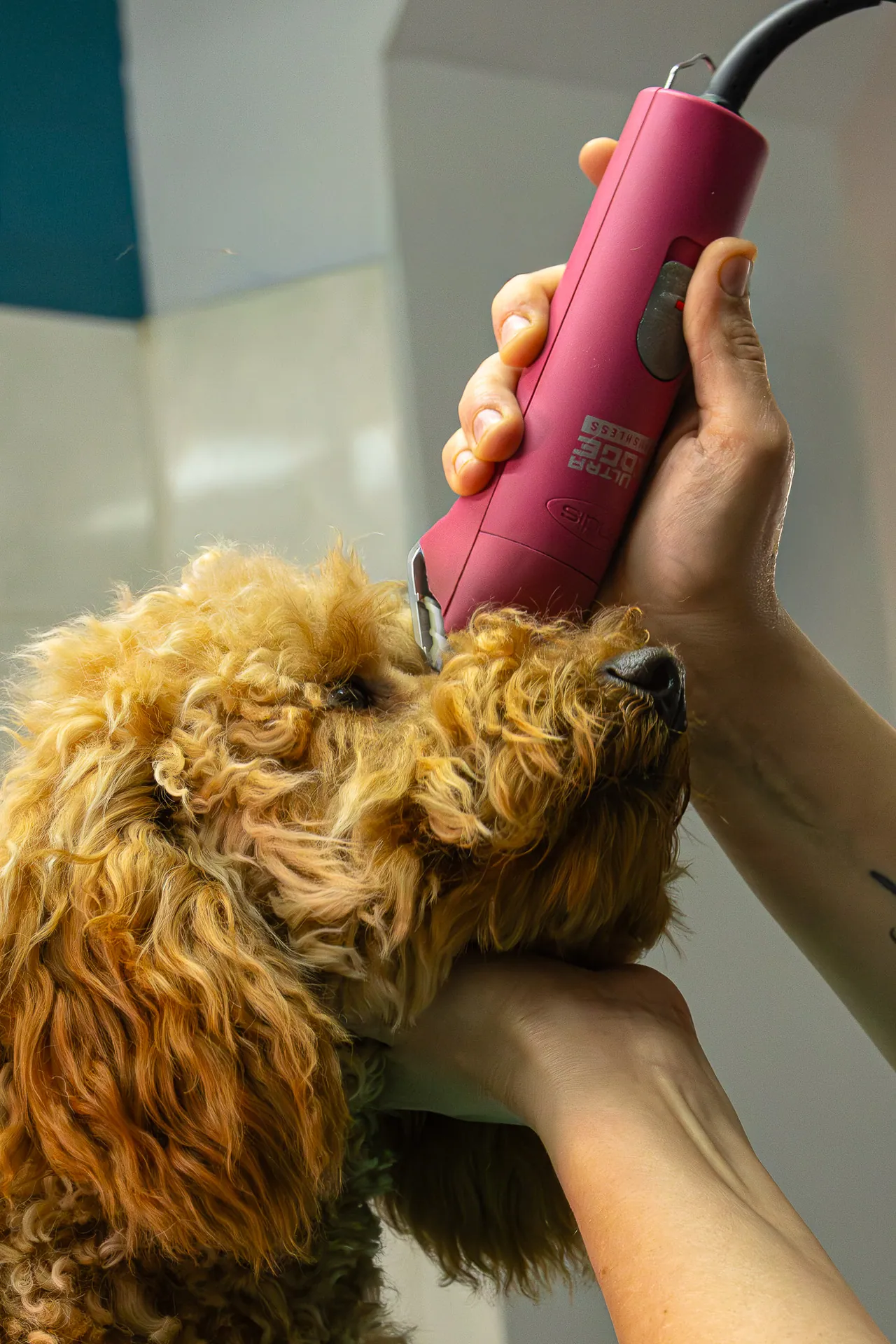 Caniche abricot pendant une tonte à la tondeuse au Salon Aristochiens