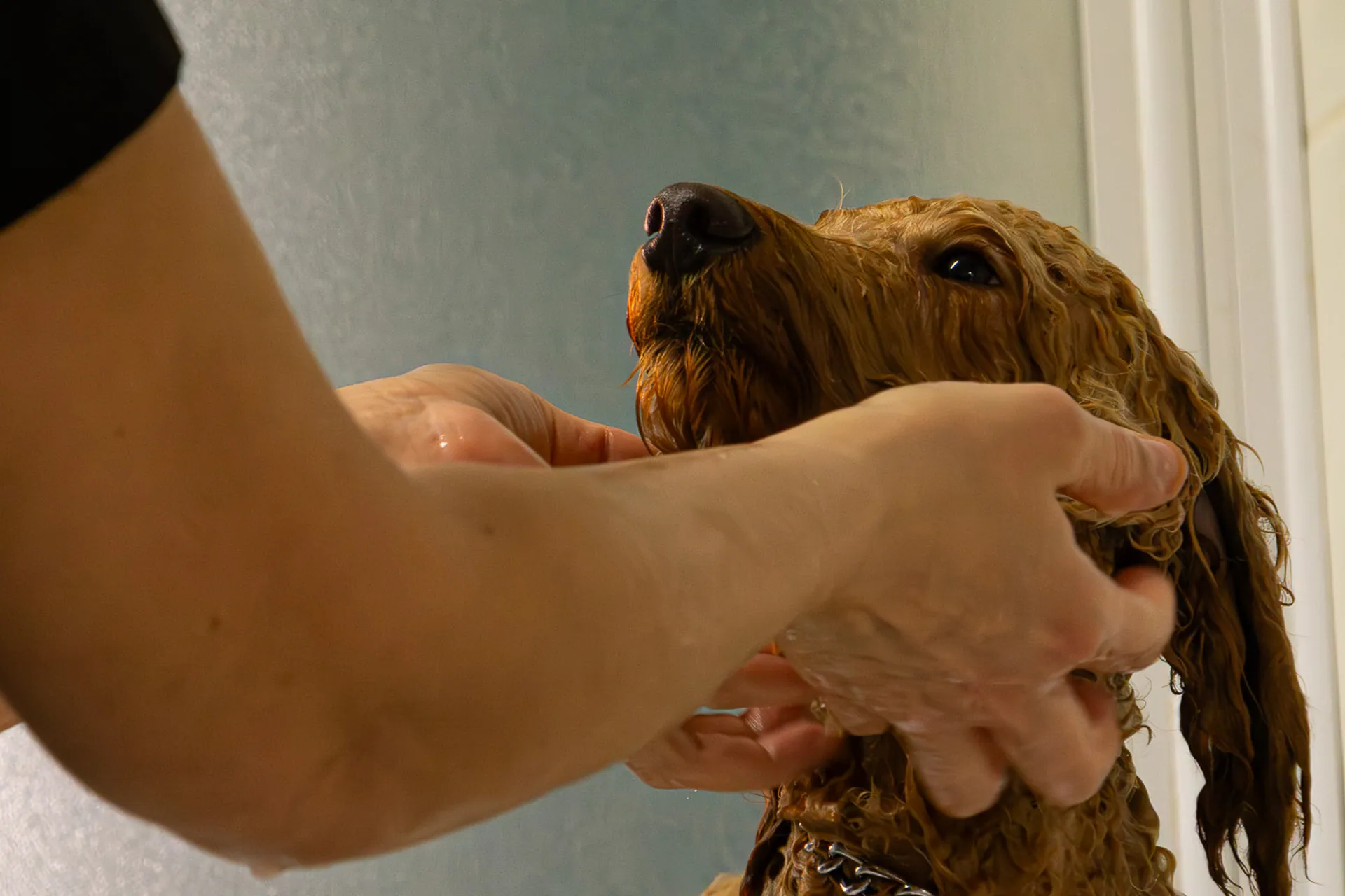 Mains d’une toiletteuse tenant un caniche abricot au Salon Aristochiens
