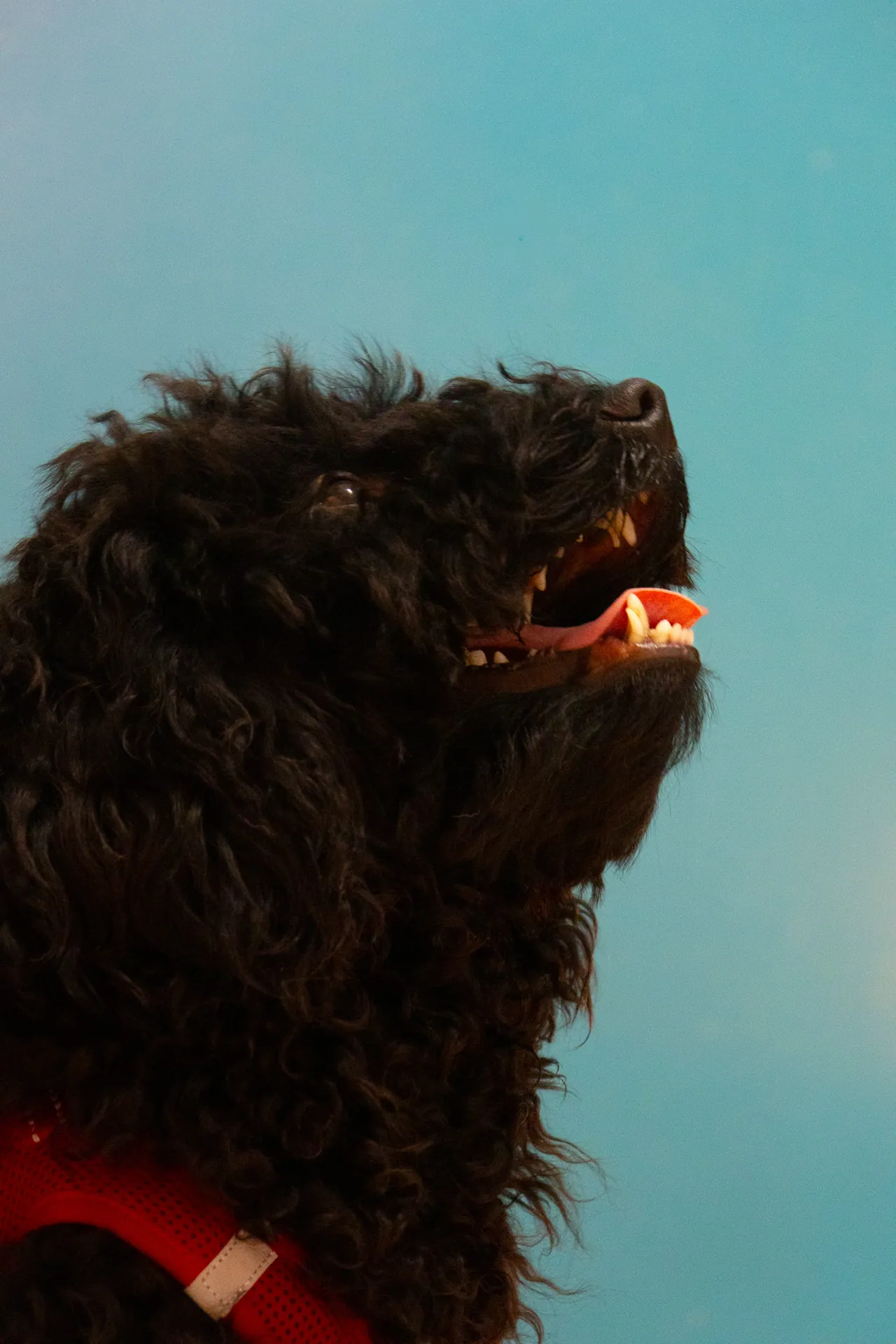 Chien noir à poil bouclé de profil sur fond bleu au Salon Aristochiens