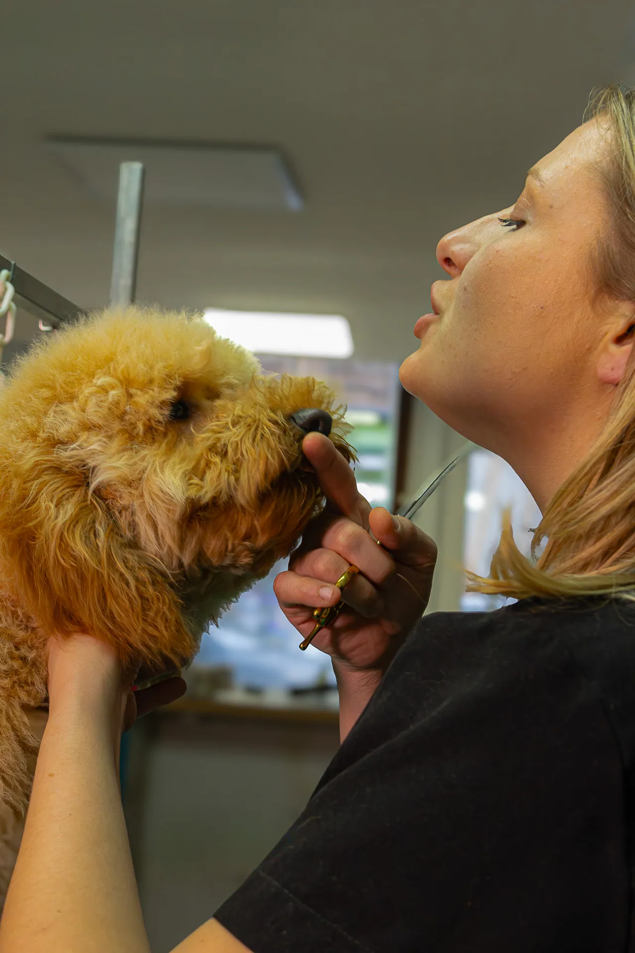 Toiletteuse coiffant un caniche abricot au Salon Aristochiens