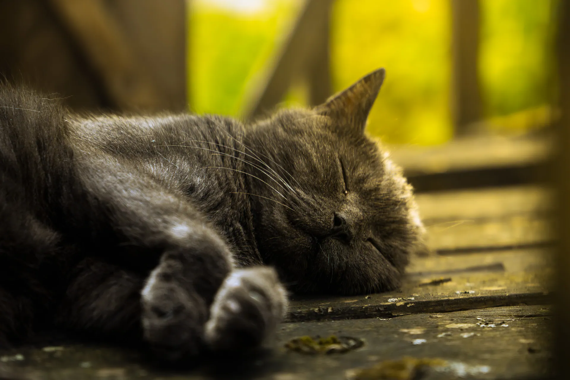 Chat gris endormi sur une table en bois
