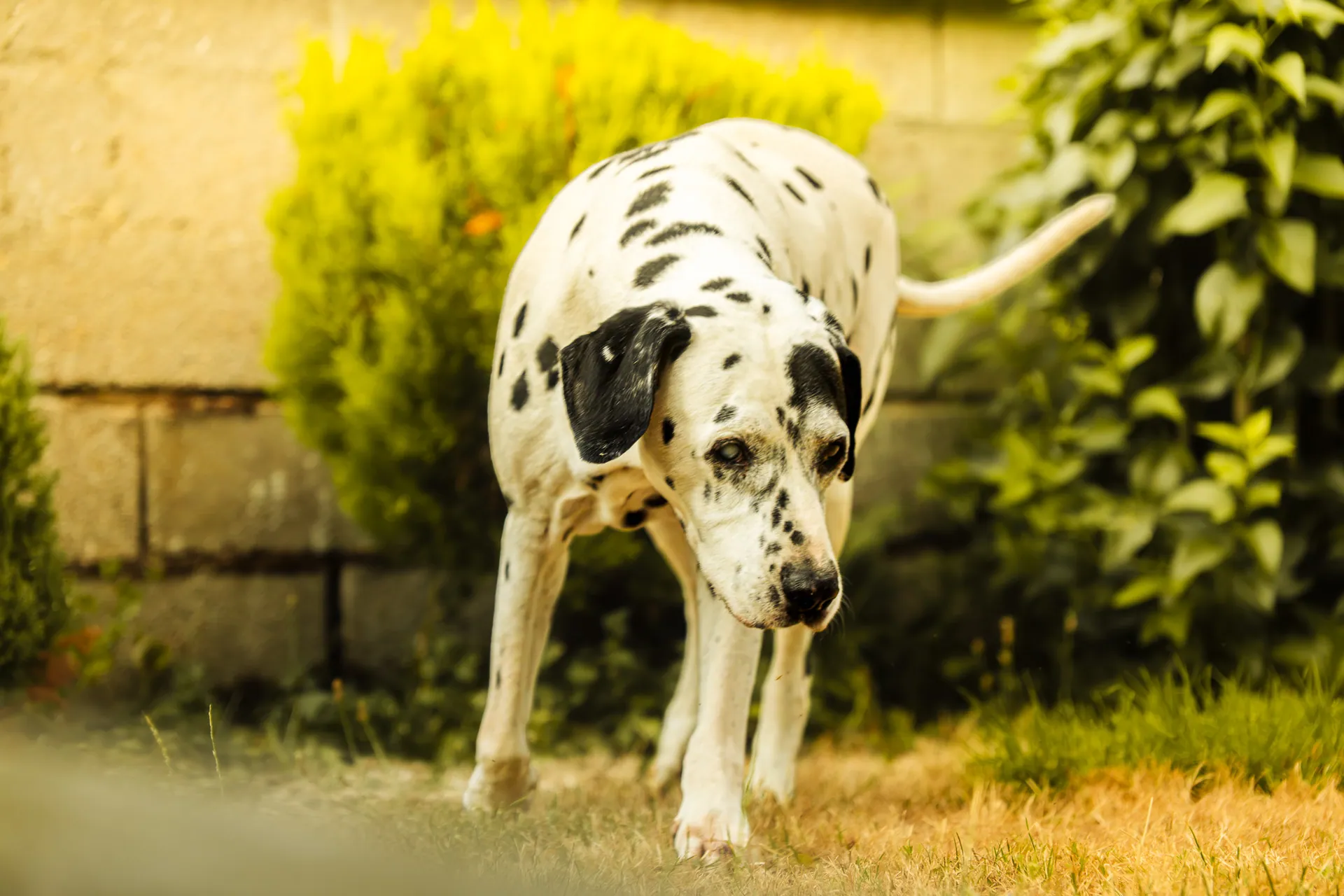 Dalmatien marchant dans l’herbe devant un mur de pierre