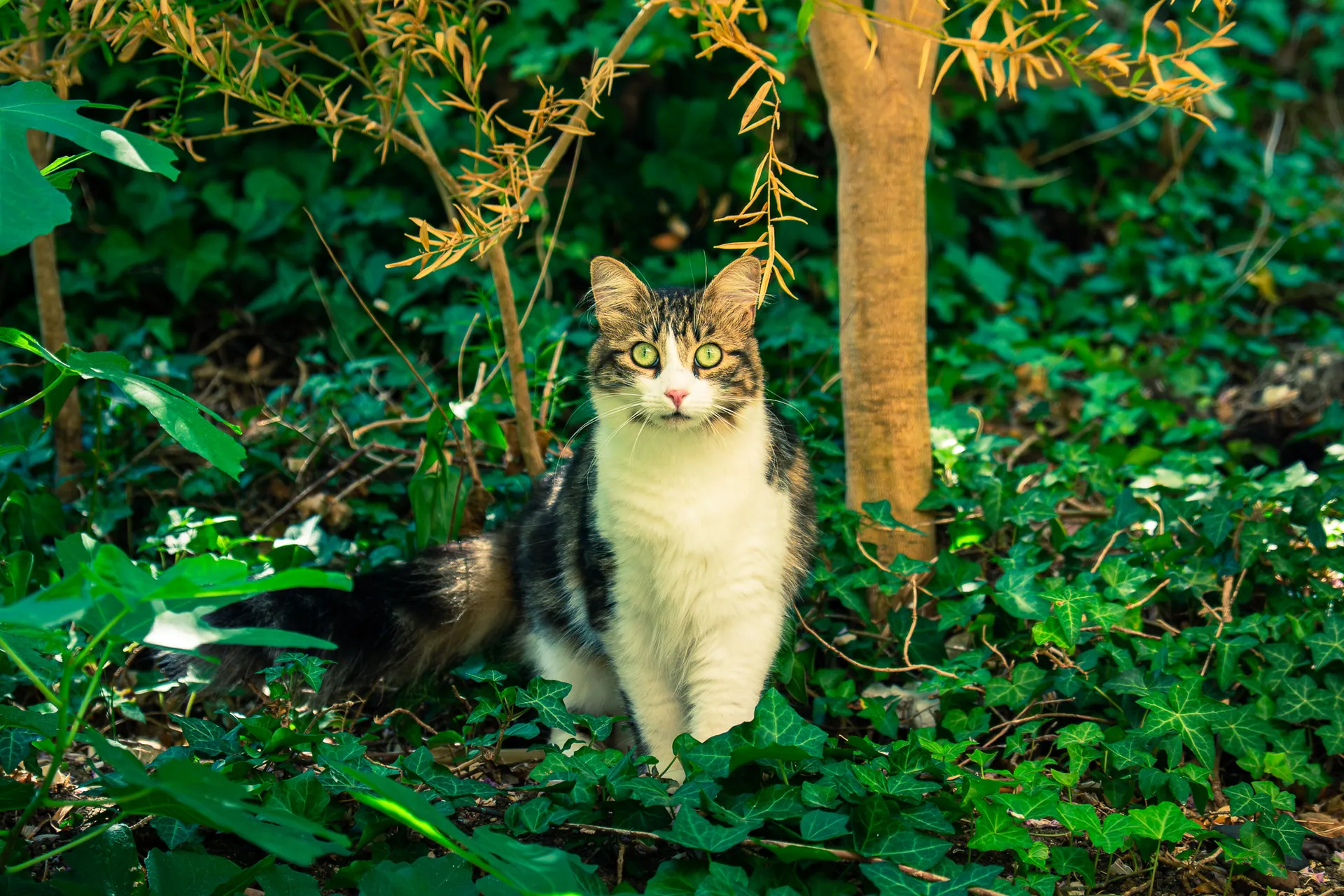Chat tigré assis dans la végétation, regard face à l’objectif