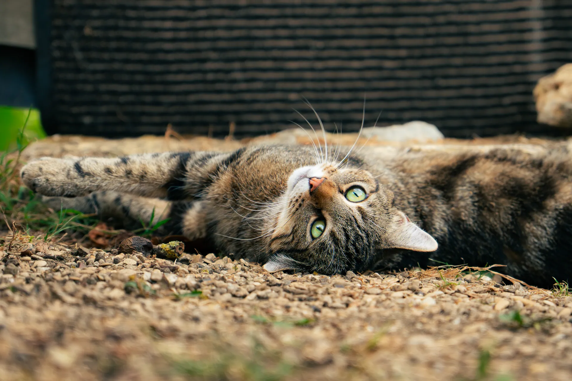 Chat tigré allongé sur le dos dans la terre, regard joueur