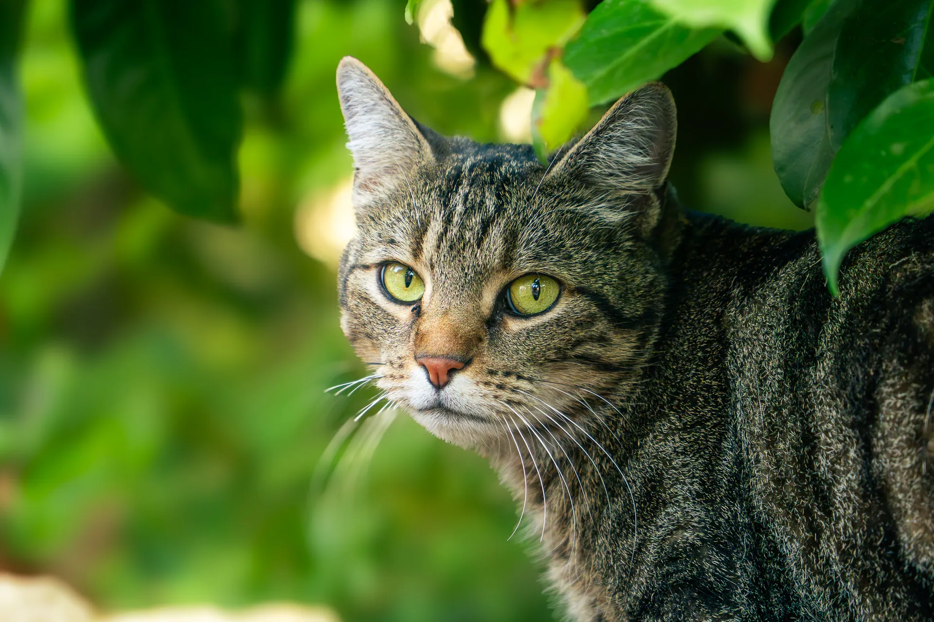 Chat tigré aux yeux verts sous des feuilles