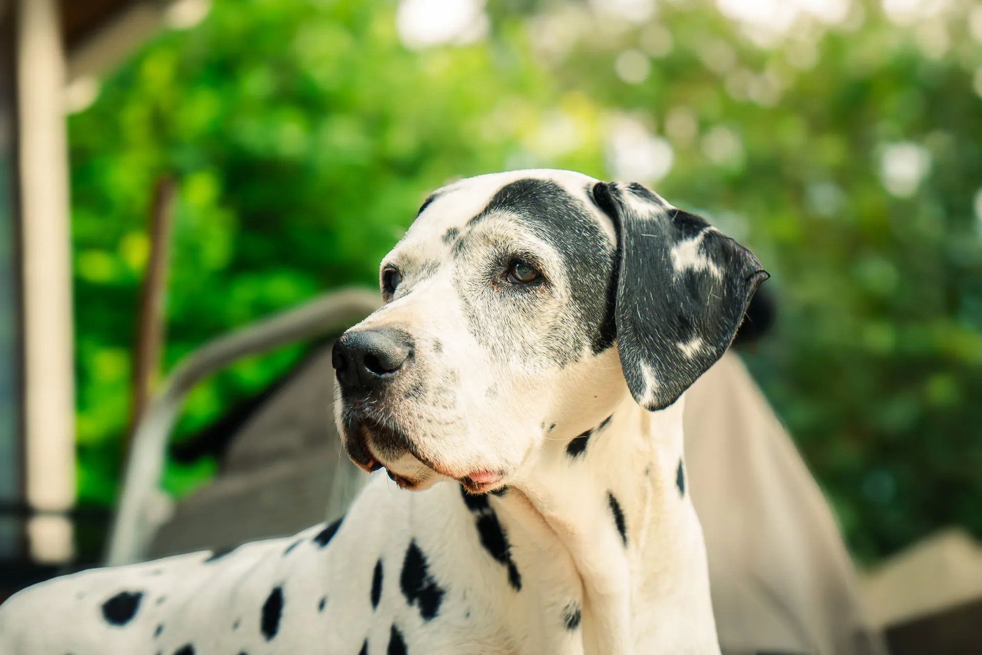 Dalmatien allongé, portrait en lumière douce