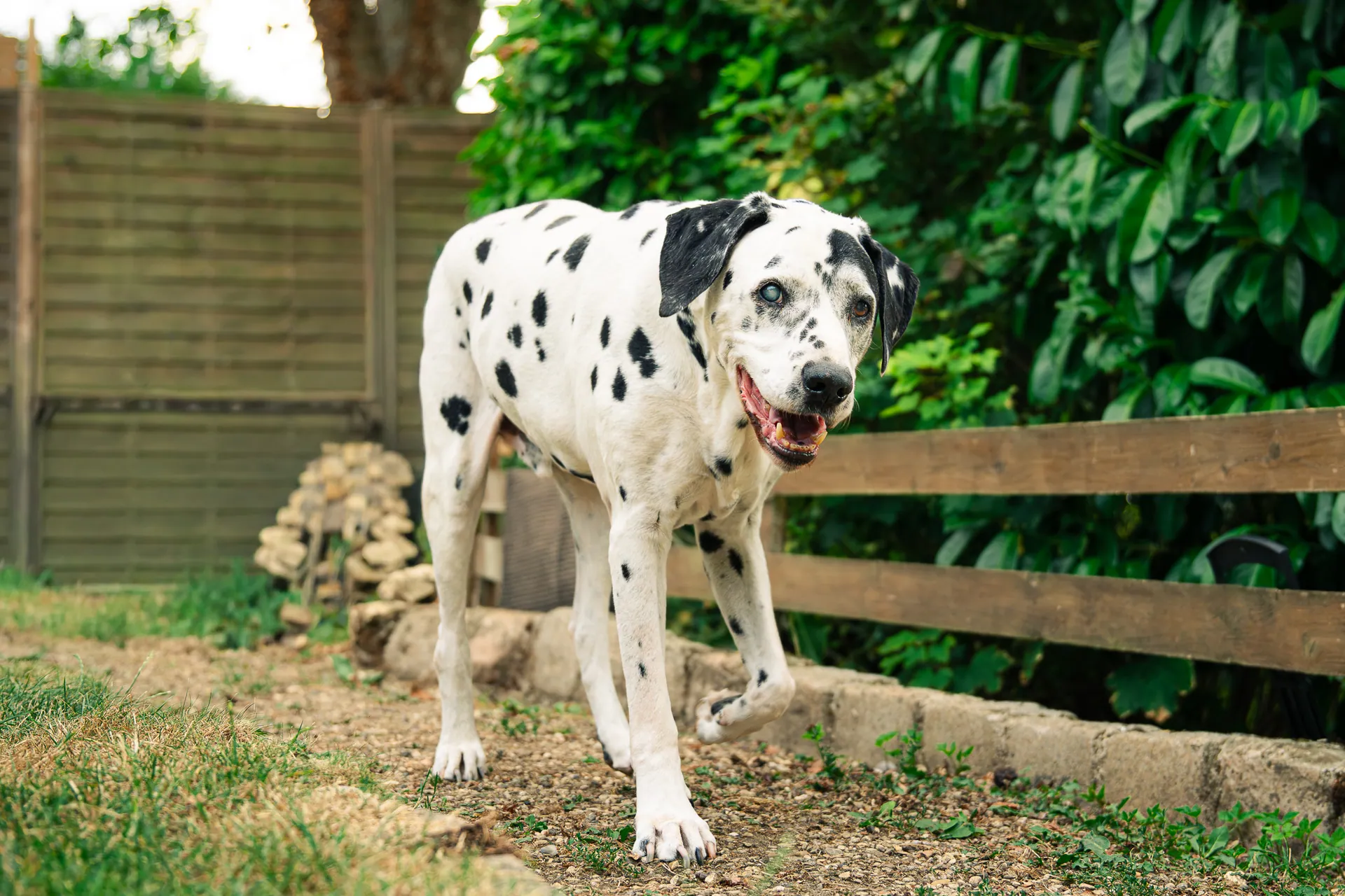 Dalmatien marchant le long d’une barrière en bois