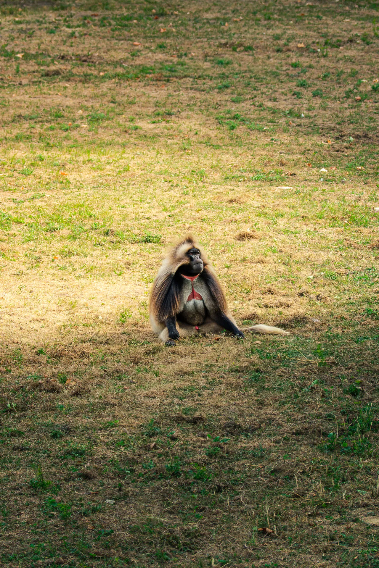 Singe assis seul au milieu d’une prairie
