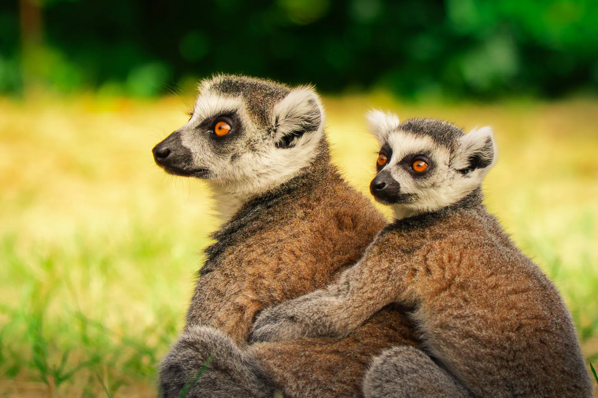 Deux makis cattas blottis l’un contre l’autre dans l’herbe