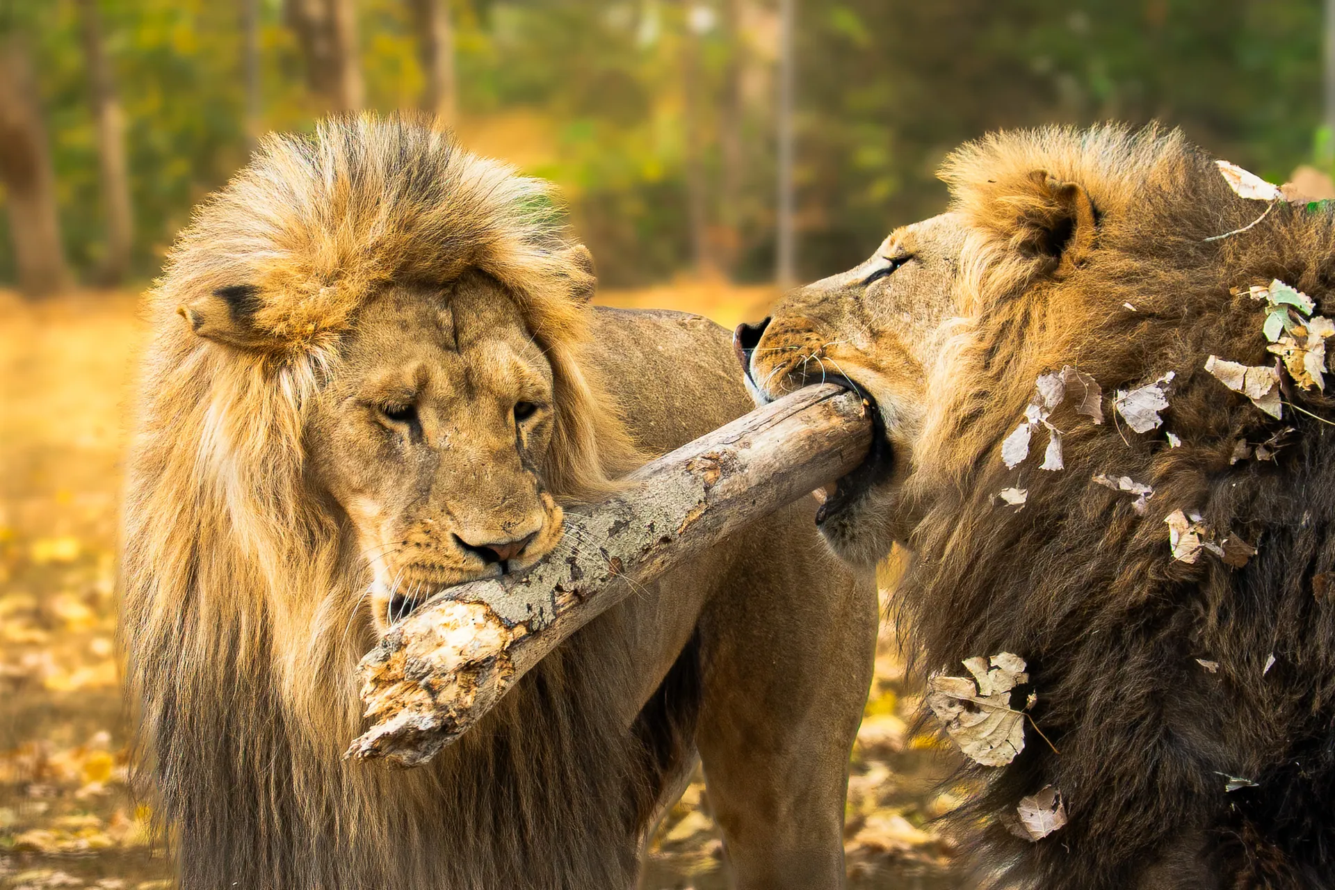 Deux lions mâles se disputant une branche