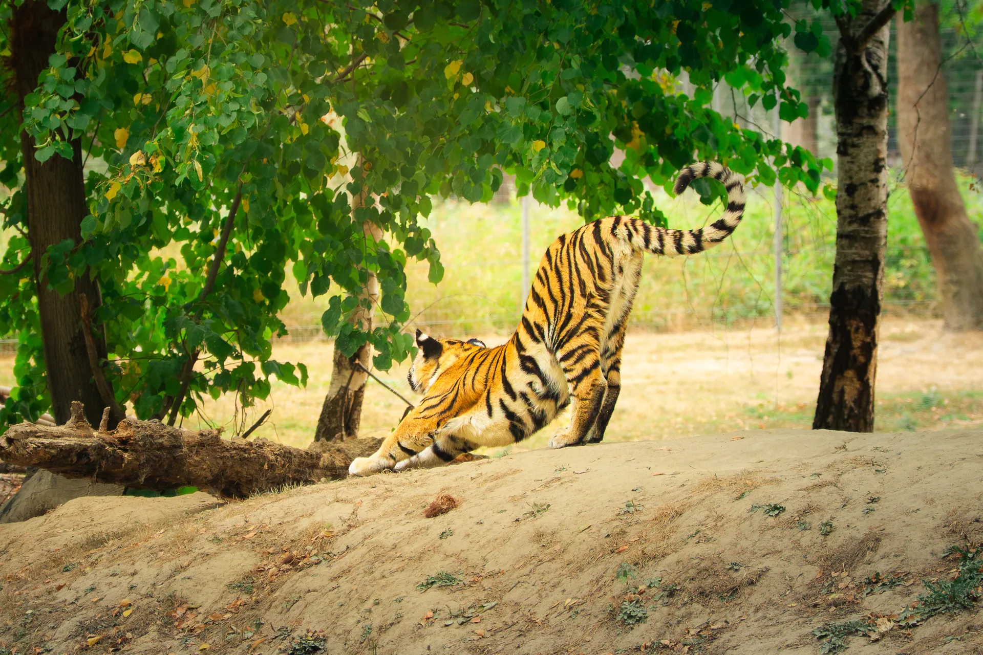 Tigre s’étirant à l’ombre des arbres
