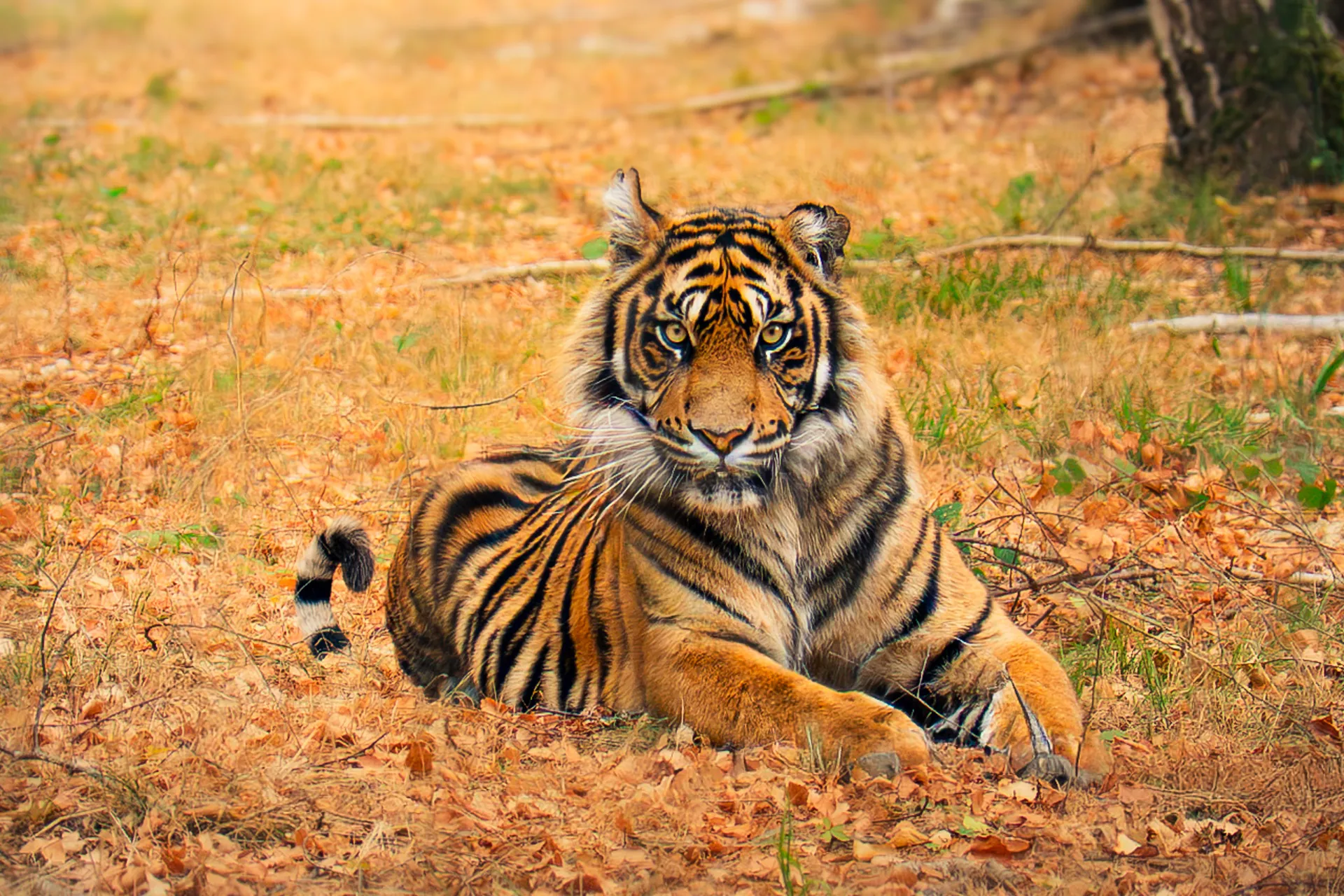 Tigre couché dans les feuilles mortes, regard fixe