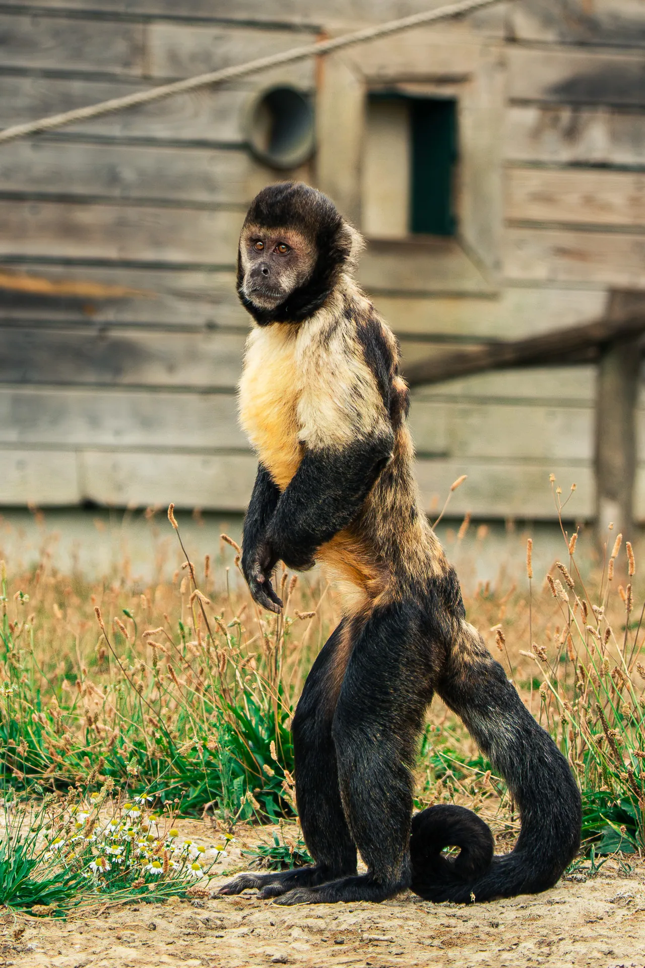 Capucin debout sur ses pattes arrière dans l’herbe