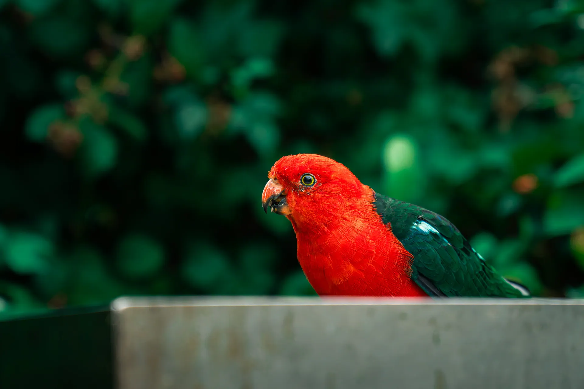 Perroquet rouge et vert posé sur un muret