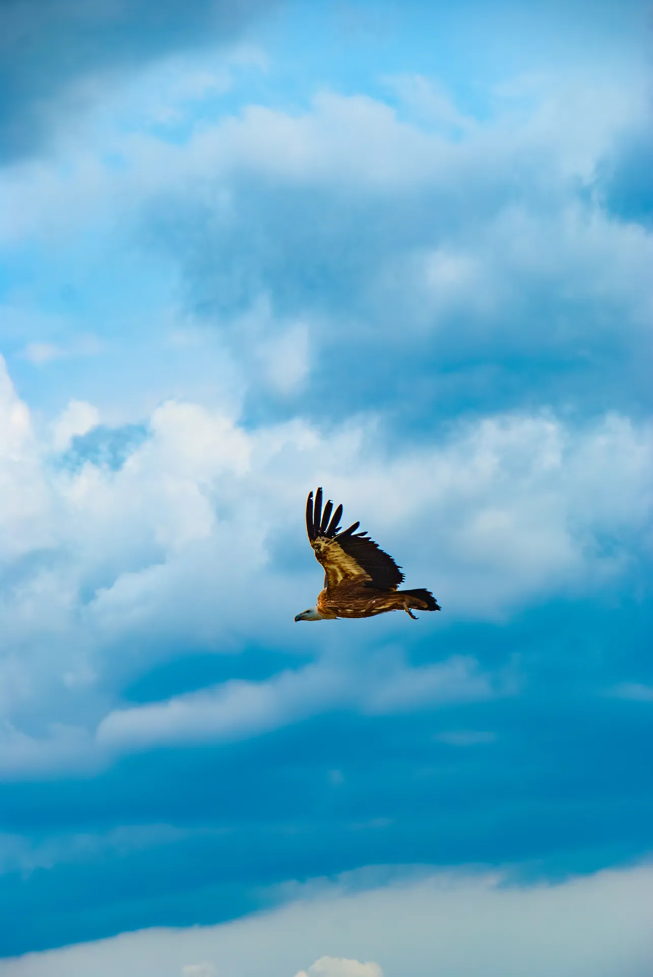 Rapace en vol dans un ciel nuageux